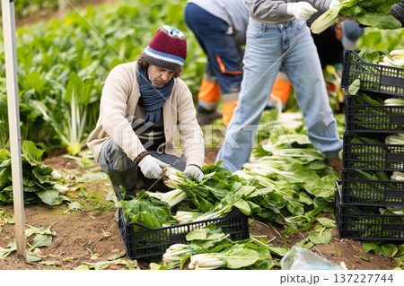 Adult man harvesting swiss chard in field Adult man harvesting swiss chard in field 137227744