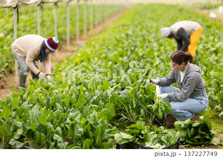 Young woman harvesting chard with agricultural team in greenhouse 137227749