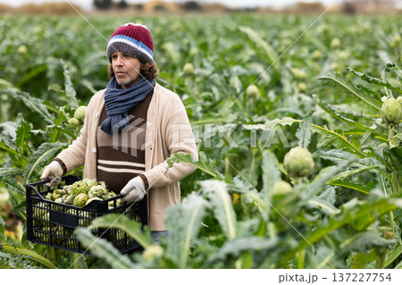 Adult man picking artichokes in field Adult man picking artichokes in field 137227754