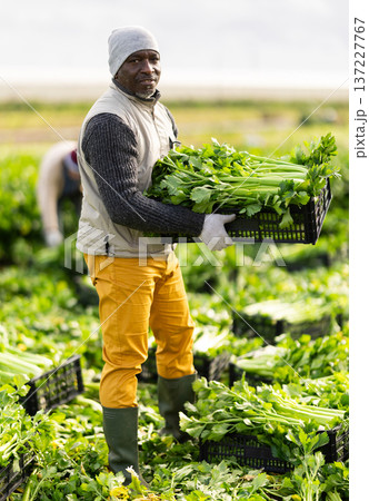 African man picking celery in a field African man picking celery in a field 137227767