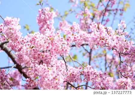 満開の河津桜 青空 桜 河津桜 春 3月 イメージ 満開の河津桜 青空 桜 河津桜 春 3月 イメージ 137227773