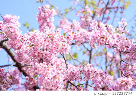 満開の河津桜 青空 桜 河津桜 春 3月 イメージ 137227774