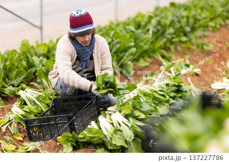 adult man harvests chard in a greenhouse adult man harvests chard in a greenhouse 137227786