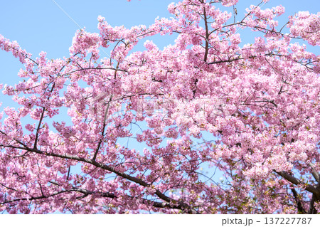 満開の河津桜 青空 桜 河津桜 春 3月 イメージ 満開の河津桜 青空 桜 河津桜 春 3月 イメージ 137227787