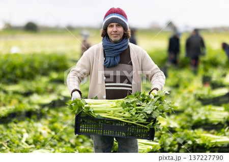 Adult man harvesting celery in boxes in a field Adult man harvesting celery in boxes in a field 137227790