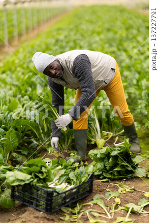 Adult man harvesting chard in field Adult man harvesting chard in field 137227791