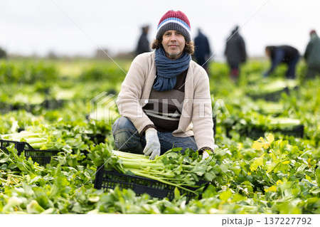 Positive middle-aged man harvesting celery with agricultural team on the field 137227792