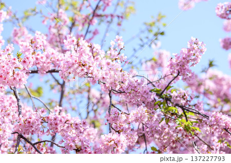 満開の河津桜 青空 桜 河津桜 春 3月 イメージ 満開の河津桜 青空 桜 河津桜 春 3月 イメージ 137227793