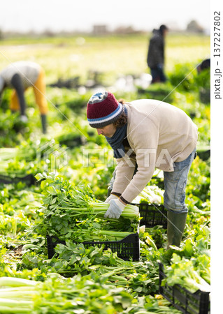 Adult male farmer harvesting celery with team in field 137227802