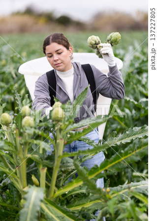 Young woman harvesting artichoke on agricultural field 137227805