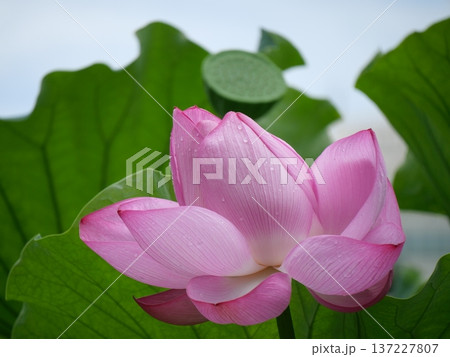 朝露を付けて咲く蓮の花 朝露を付けて咲く蓮の花 137227807