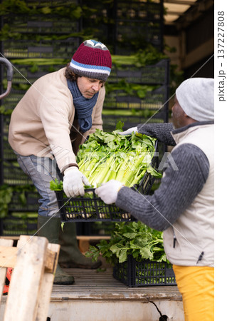 Two male farmers loading crates of celery into a truck Two male farmers loading crates of celery into a truck 137227808