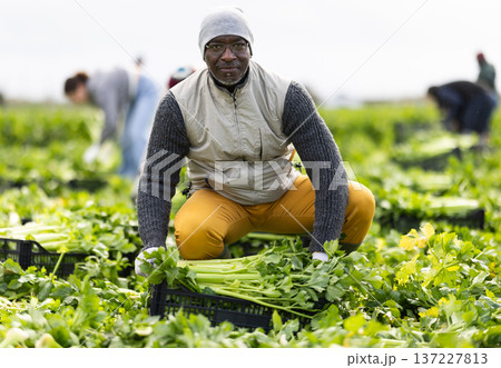 Adult male farmer harvesting celery with team in field 137227813