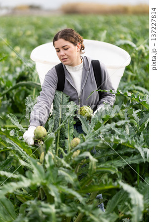 woman works on a farm and picks artichokes 137227814