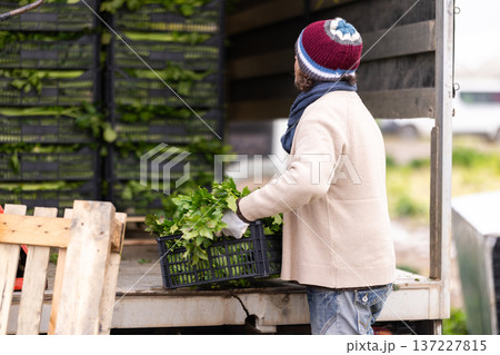 In field, man loads boxes of celery into van, preparing harvest for transportation 137227815