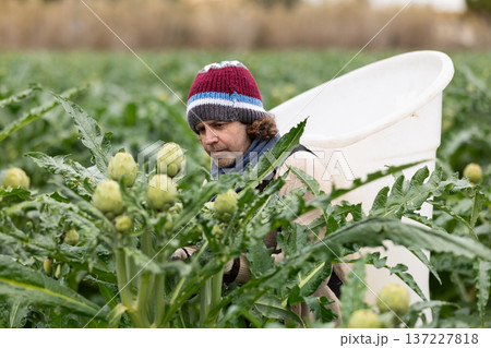 Middle-aged man harvesting artichoke on agricultural field Middle-aged man harvesting artichoke on agricultural field 137227818