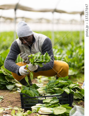 Hired African man worker with team in greenhouse harvesting chard 137227847