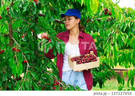 Focused girl farmer plucks cherries, putting fruit in a crate Focused girl farmer plucks cherries, putting fruit in a crate 137227858