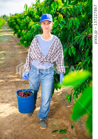 Female farmer carrying bucket with harvested sweet cherries in orchard 137227867