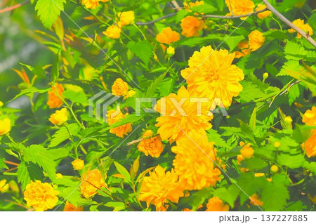 鮮やかな黄金色の八重ヤマブキ 137227885
