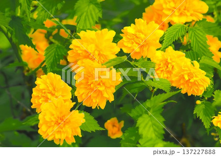 満開の鮮やかな黄金色の山吹の花 137227888