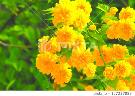 八重咲きの鮮やかな黄金色の山吹の花 八重咲きの鮮やかな黄金色の山吹の花 137227889