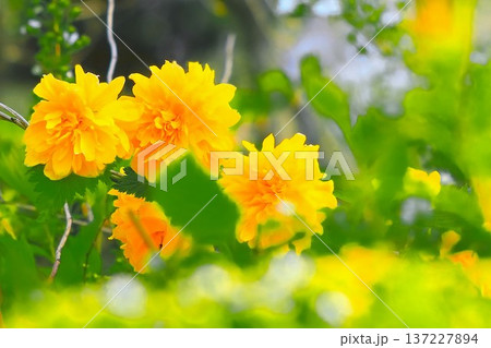 爽やかな青空と鮮やかな黄金色の山吹の花 137227894
