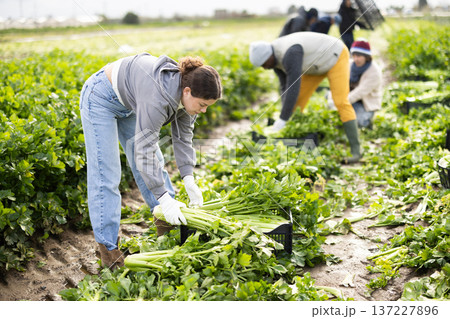 Young female farmer harvesting celery with team in field Young female farmer harvesting celery with team in field 137227896