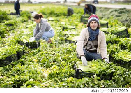 Adult man harvesting celery in boxes in a field Adult man harvesting celery in boxes in a field 137227900