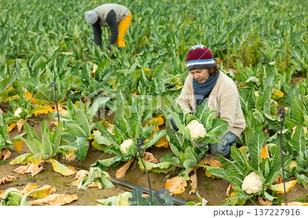Male farm worker harvesting cauliflower 137227916