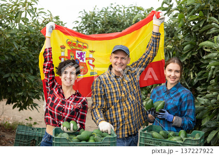 Farmers posing with harvest of avocado and waving the flag of Peruvian in orchard 137227922