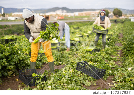 Male farmer harvests natural celery in farmer field Male farmer harvests natural celery in farmer field 137227927