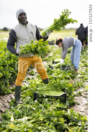 Positive middle-aged man harvesting celery with agricultural team on the field 137227928