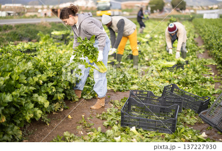Young woman harvesting celery with agricultural team on the field 137227930