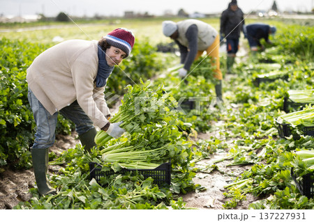 Adult man harvesting celery in boxes in a field Adult man harvesting celery in boxes in a field 137227931