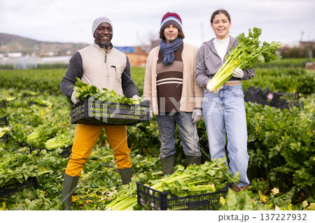 Group of positive workers standing on large celery field 137227932