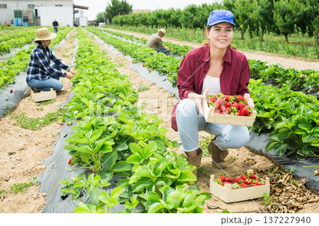 Woman farm worker harvesting strawberry at field 137227940