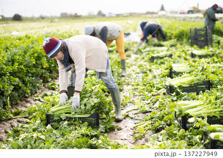 Hired Caucasian man worker with team in field harvesting celery. Hired Caucasian man worker with team in field harvesting celery. 137227949