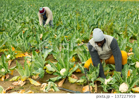 African Feather picks cauliflower in the field African Feather picks cauliflower in the field 137227959