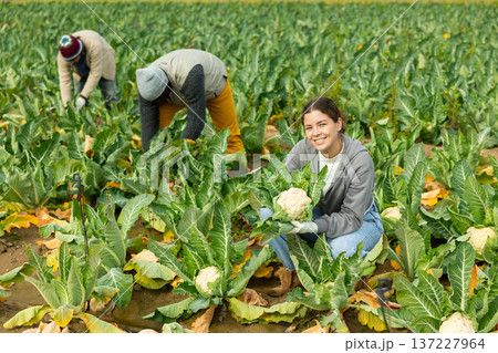 Positive young woman harvesting cauliflower with agricultural team on the field 137227964