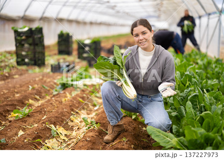 Positive young woman harvesting chard with agricultural team in greenhouse 137227973