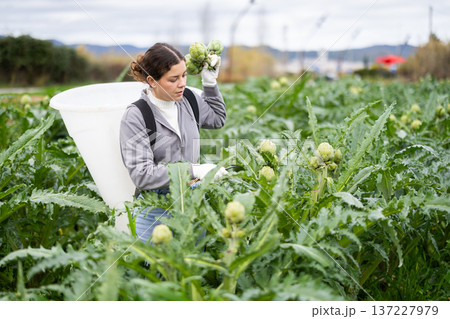 Young woman harvesting artichoke on agricultural field 137227979