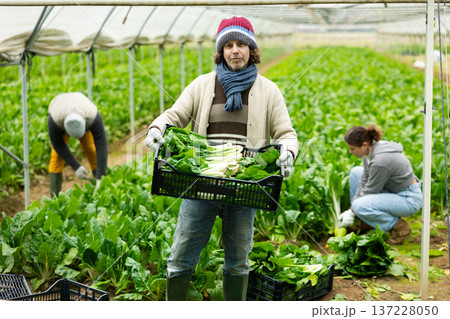 adult man harvests chard in a greenhouse 137228050