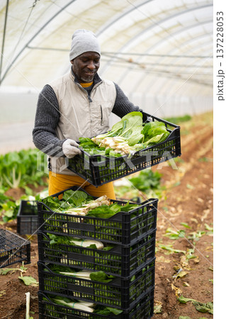 African man picking chard 137228053