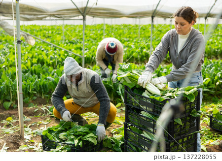 Young woman harvesting chard with agricultural team in greenhouse 137228055