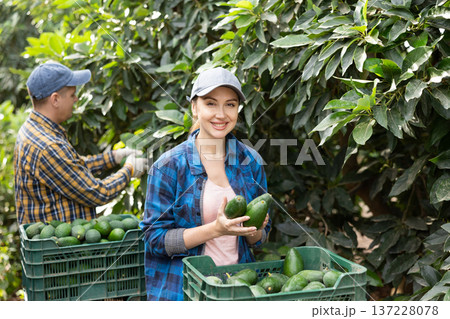 Smiling farmers picking avocados in fruit farm Smiling farmers picking avocados in fruit farm 137228078