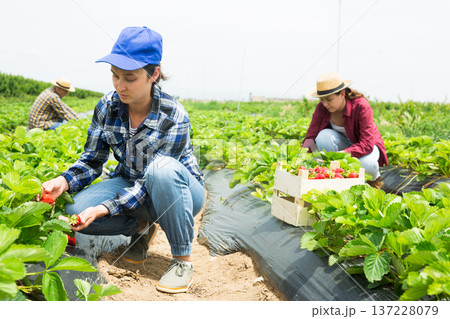 Hardworking farmers working on the plantation beds collect ripe strawberries 137228079