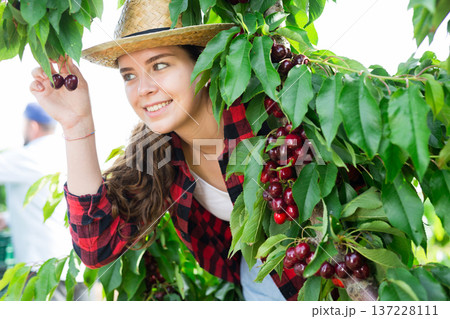Smiling young woman harvesting sweet cherries in farm orchard 137228111