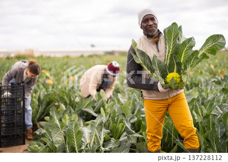African man picking broccoli 137228112