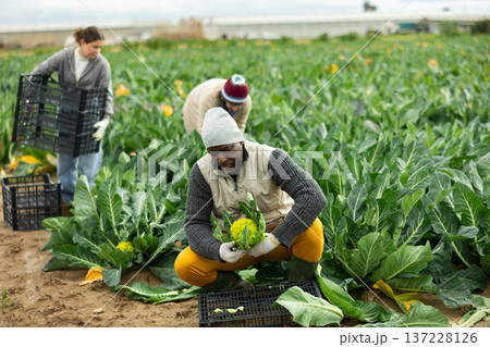 African man picking broccoli African man picking broccoli 137228126